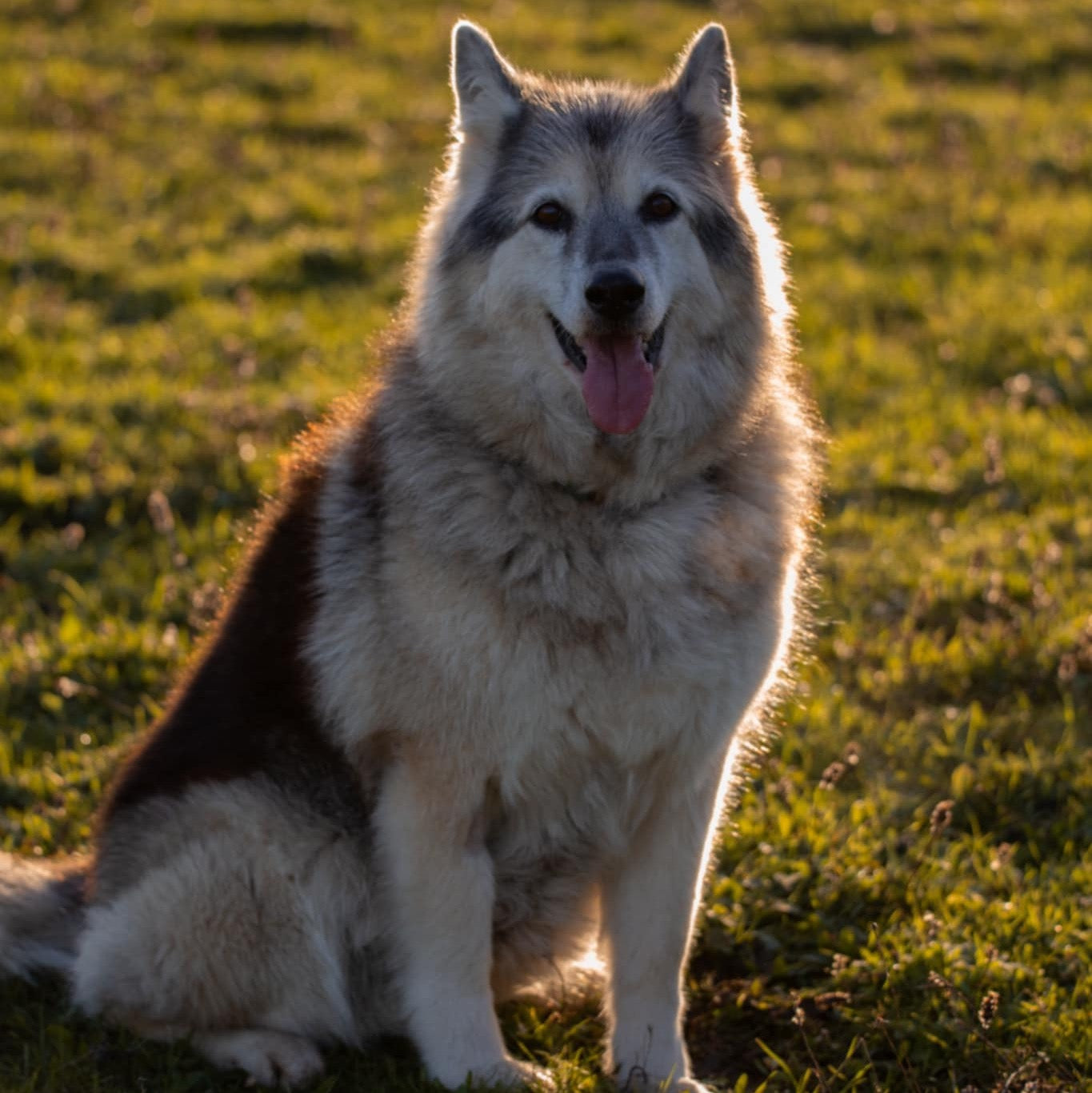 Personalised Magnets - 2" x 2"